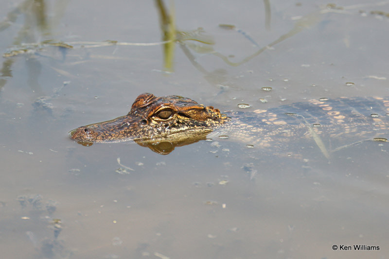 Alligator young, Estero Llano Grande SP, TX, 4-24-21_18013a.jpg