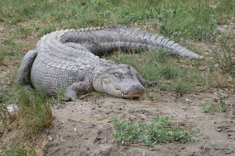American Alligator, South Padre Island, TX, 4-23-21_17097a.jpg