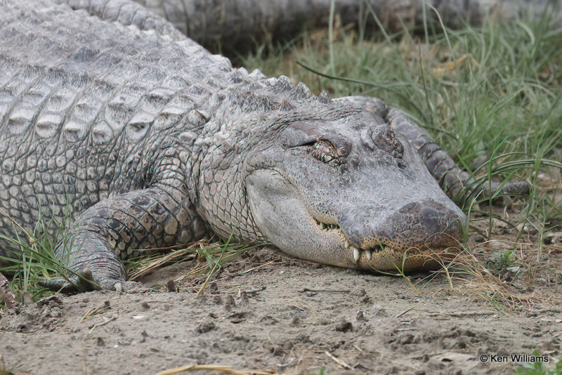 American Alligator, South Padre Island, TX, 4-23-21_17099a.jpg