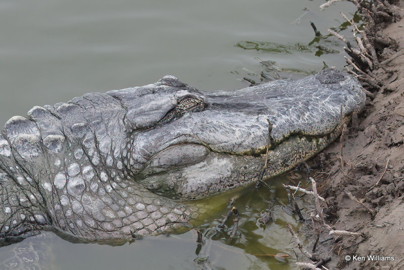 American Alligator, South Padre Island, TX, 4-23-21_17100a.jpg