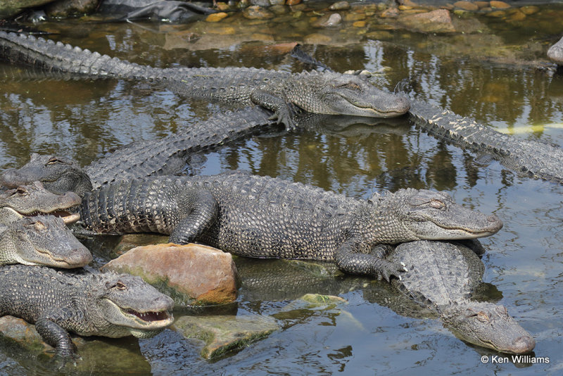 American Alligators, South Padre Island, TX, 4-21-21_15373a.jpg