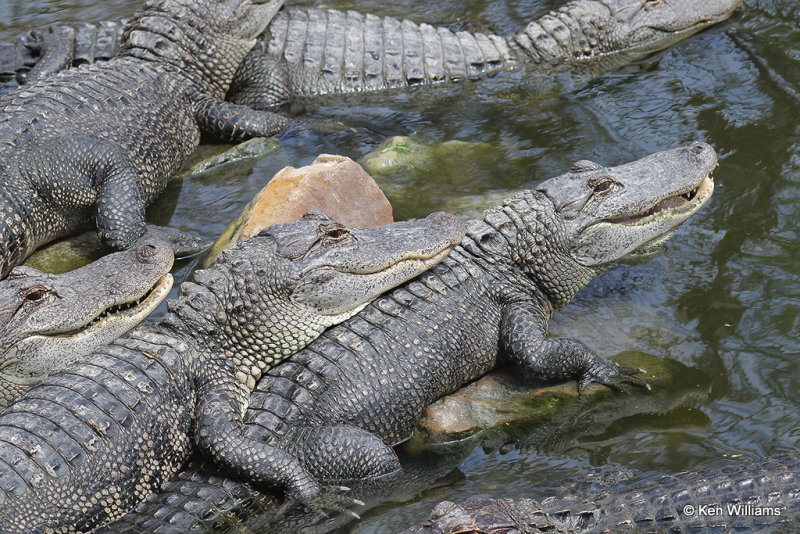 American Alligators, South Padre Island, TX, 4-21-21_15374a.jpg