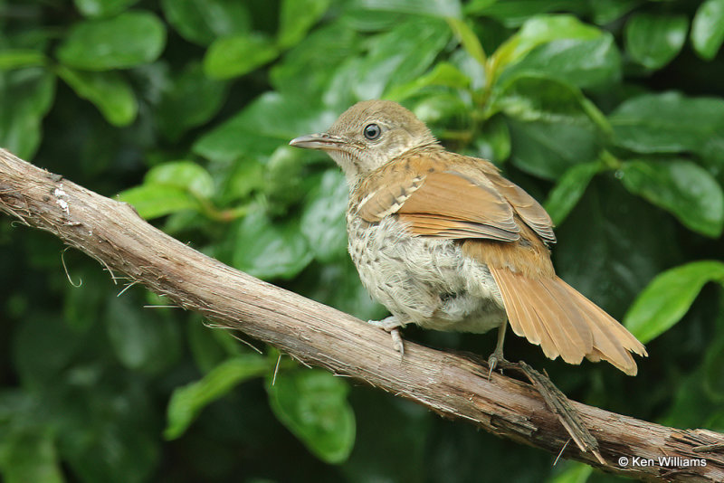 Brown Thrasher fledgeling, Rogers Co yard, Ok, 5-21-2021_001455a.jpg