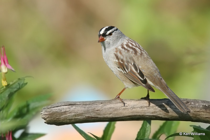 White-crowned Sparrow, Rogers Co yard, Ok, 5-6-2021_001347a.jpg