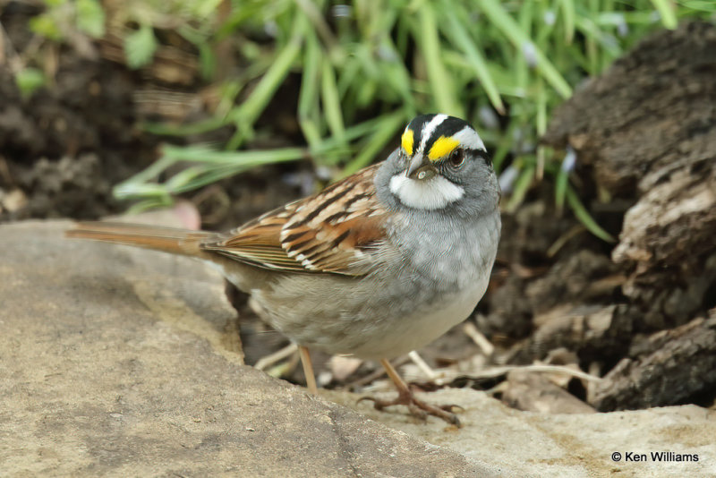 White-throated Sparrow, Rogers Co yard, OK, 4-15-21_09992a.jpg