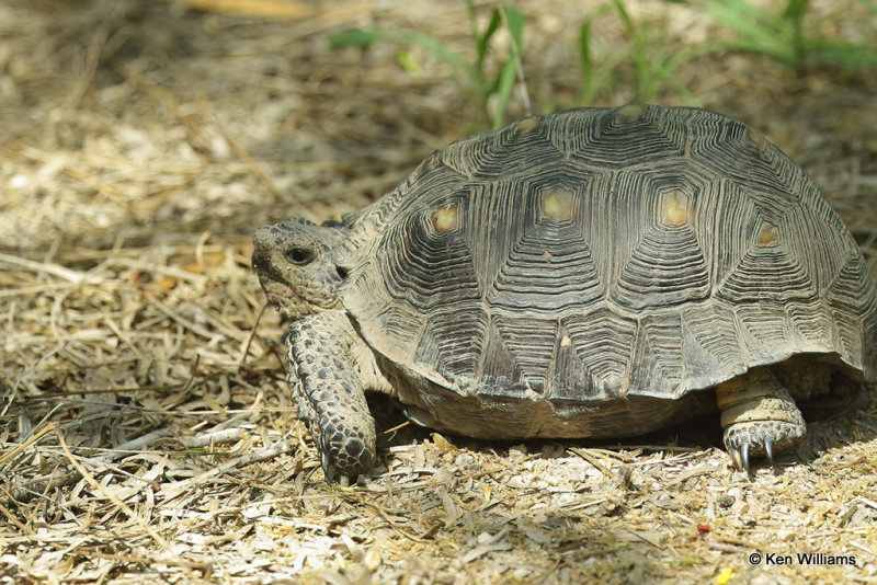 Texas Tortoise, Edinburg Scenic Wetlands, 4-24-21_17910a.jpg