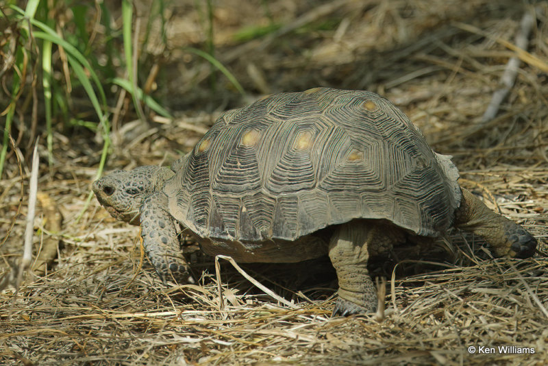 Texas Tortoise, Edinburg Scenic Wetlands, 4-24-21_17913a.jpg
