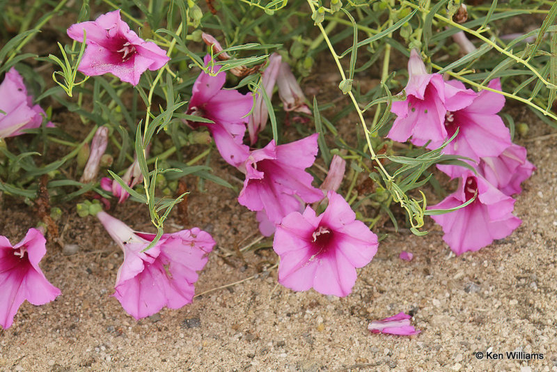 Bush Moringglory, SE Colorado, 7-7-21_22389a.jpg