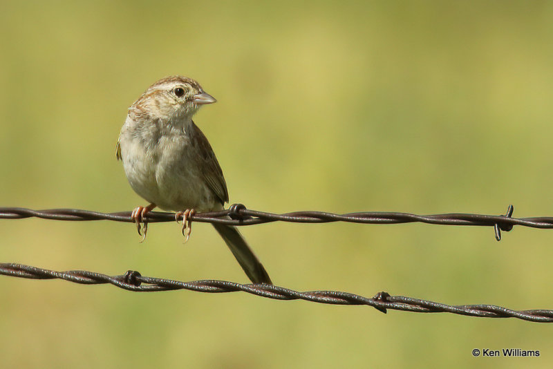 Cassin's Sparrow, SE Colorado, 7-7-21_22404a.jpg