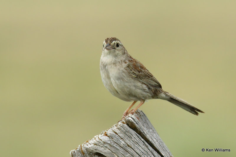 Cassin's Sparrow, SE Colorado, 7-7-21_22420a.jpg