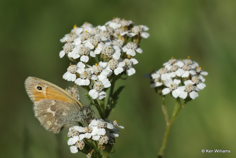 Common Yarrow & Common Ringlet, South Fork, CO, 7-9-21_22677aa.jpg