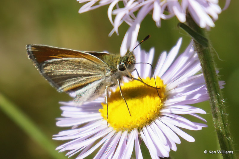 Garita Skipperling on Aspen Daisy, South Fork, CO, 7-9-21_22707a.jpg