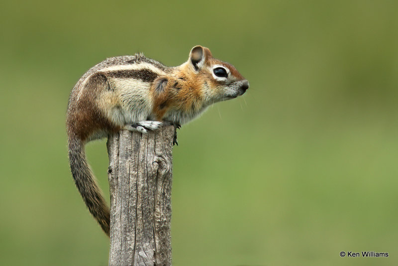 Golden-mantled Ground Squirrel, South Fork, CO, 7-9-21_22998a.jpg