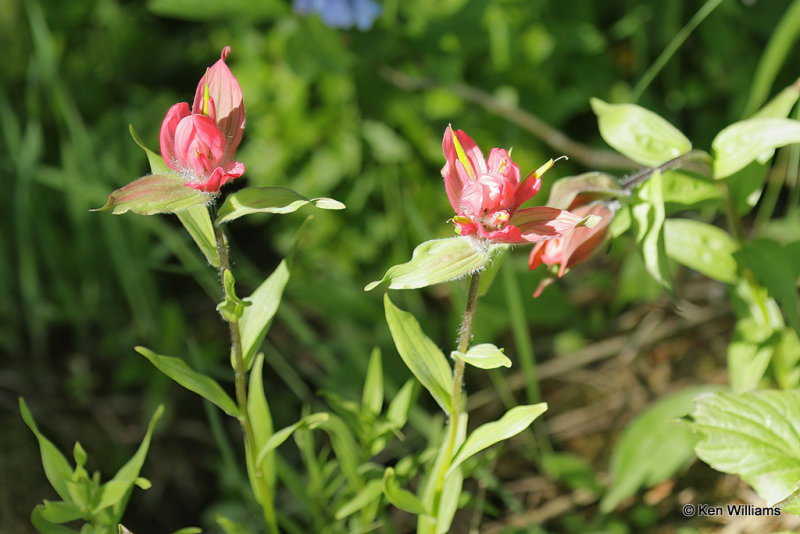 Indian Paintbrush, South Fork, CO, 7-8-21_22531a.jpg