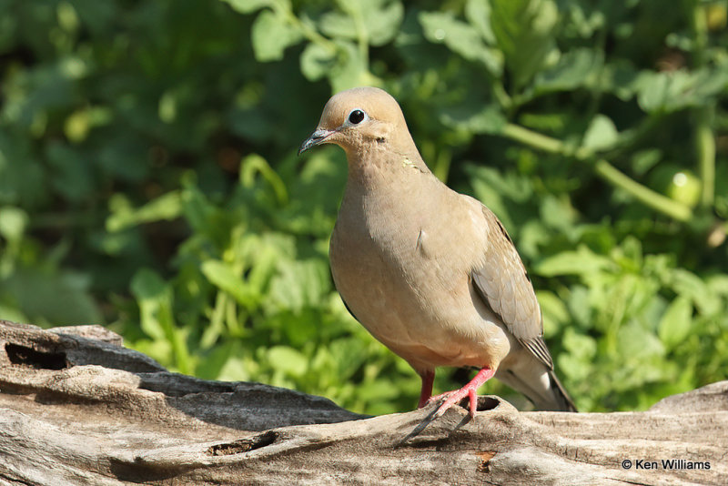 Mourning Dove, Rogers Co. yard, OK, 6-23-21_22199a.jpg