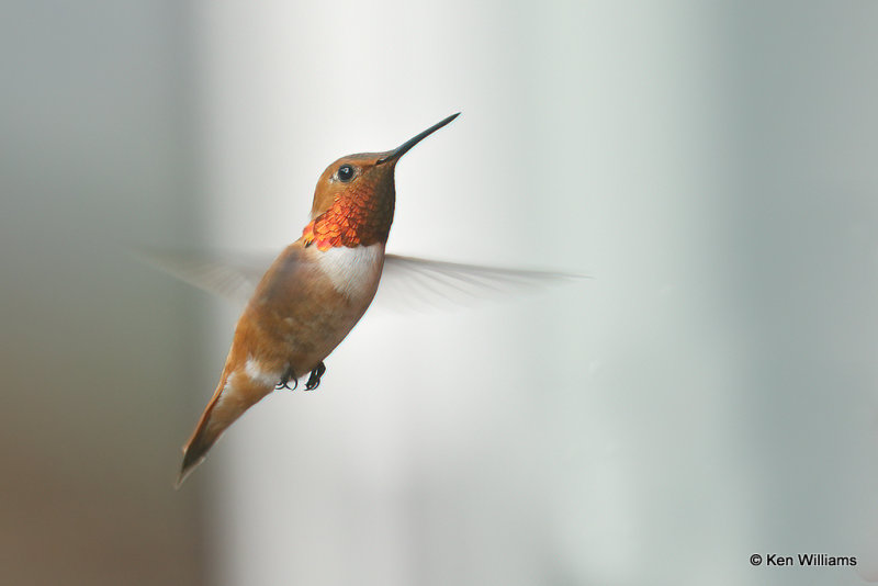 Rufous Hummingbird male, South Fork, CO, 7-8-21_22593a.jpg