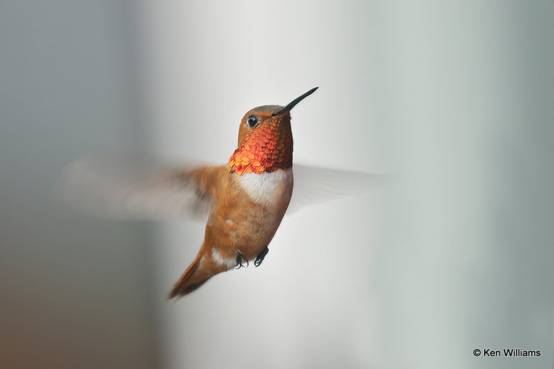 Rufous Hummingbird male, South Fork, CO, 7-8-21_22612a.jpg