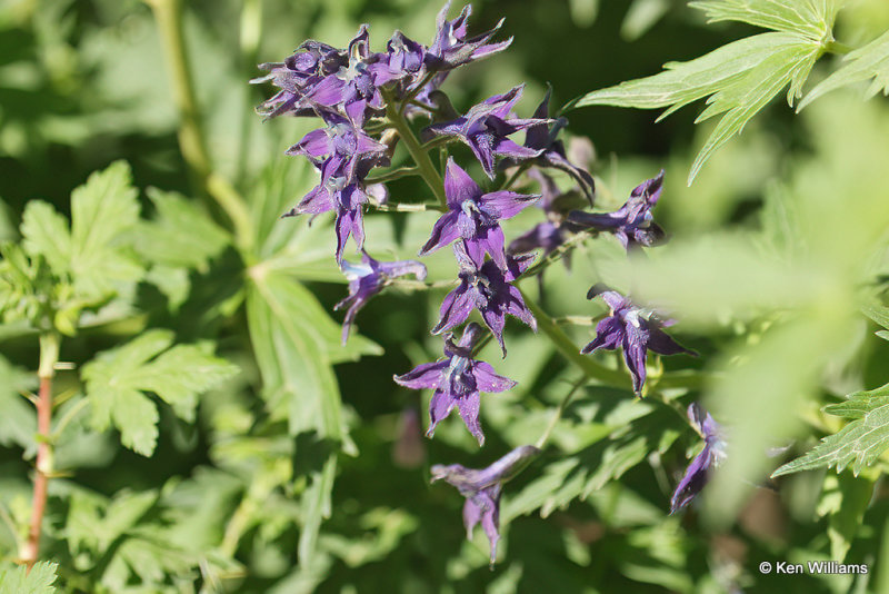 Subalpine Larkspur, South Fork, CO, 7-8-21_22527a.jpg