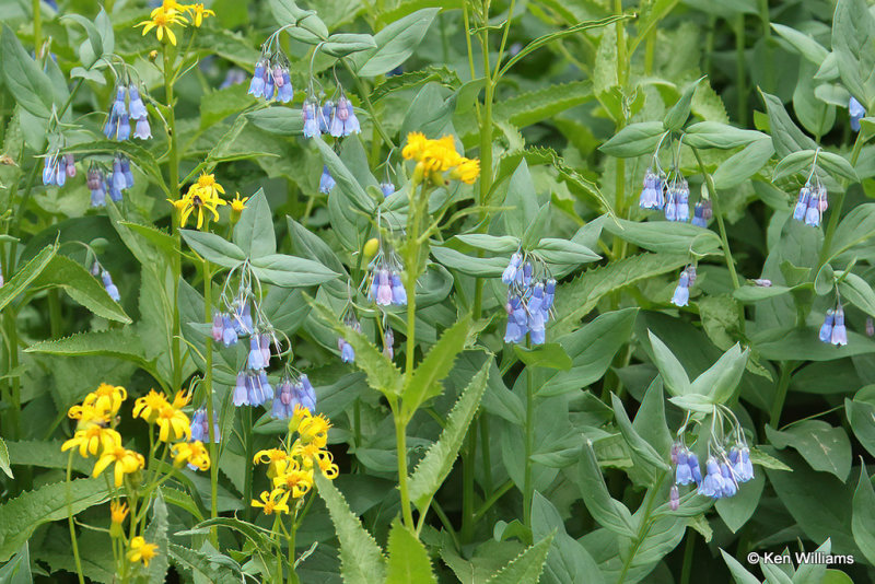 Tall Chiming-bells - blue & Dwarf Mountain Ragwort, South Fork, CO, 7-9-21_22868a.jpg