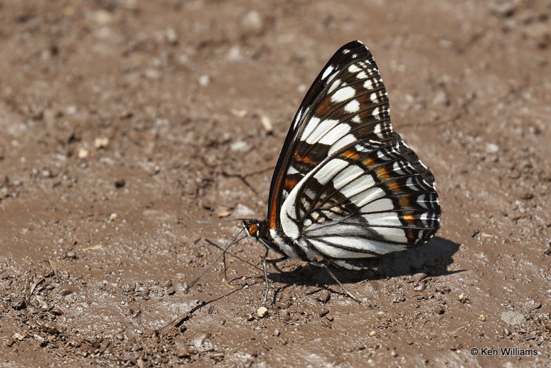 Weidemeyer's Admiral, San Juan National Forest, CO, 7-10-21_23132a.jpg