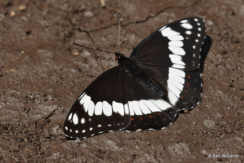 Weidemeyer's Admiral, San Juan National Forest, CO, 7-10-21_23136a.jpg