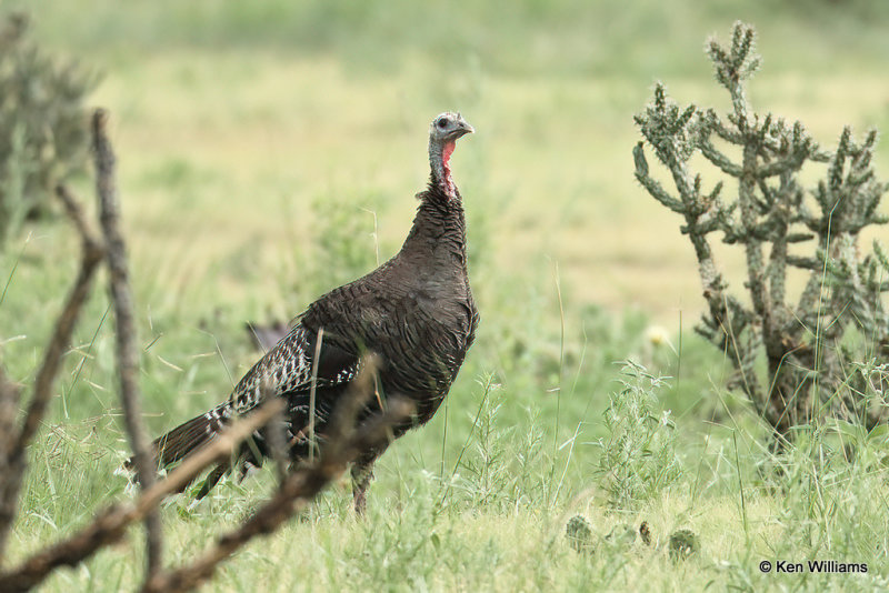 Wild Turkey hen  - Merriam's subspecies, Black Mesa, OK, 7-6-21_22231a.jpg