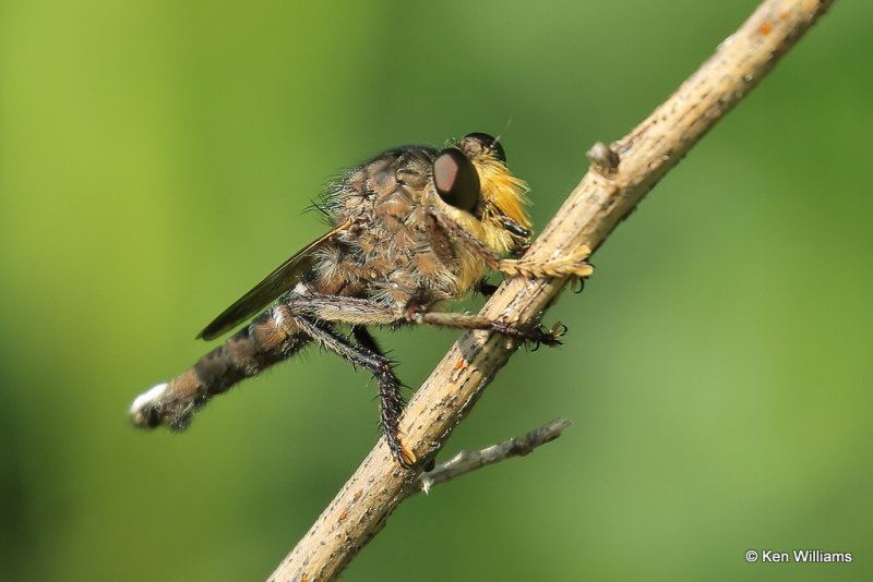 Robber Fly, Muskogee County, 7-20-21_001925a.jpg