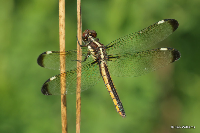 Spangled Skimmer female, Muskogee County, 7-20-21_001861a.jpg