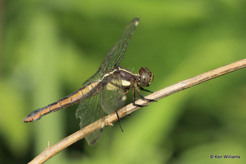 Spangled Skimmer female, Muskogee County, 7-20-21_001933a.jpg
