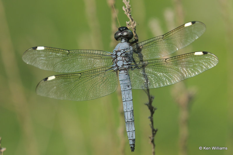 Spangled Skimmer male, Muskogee County, 7-20-21_001956a.jpg