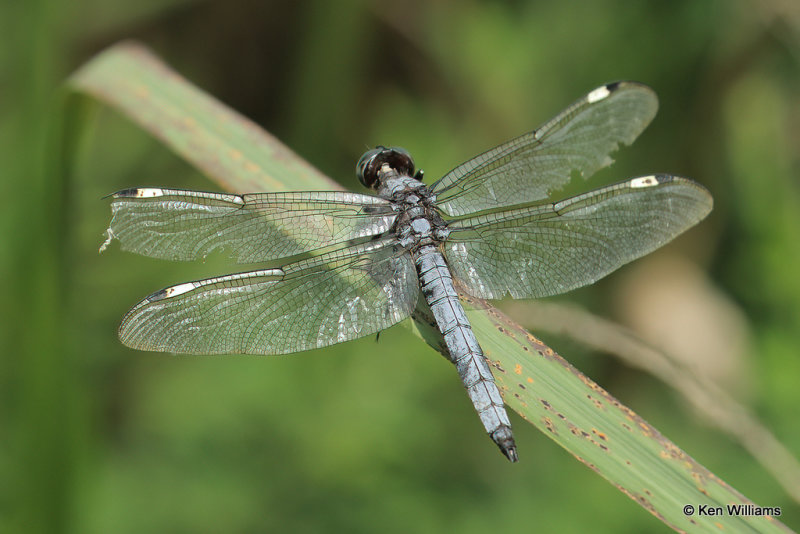 Spangled Skimmer male, Muskogee County, 7-20-21_002114a.jpg