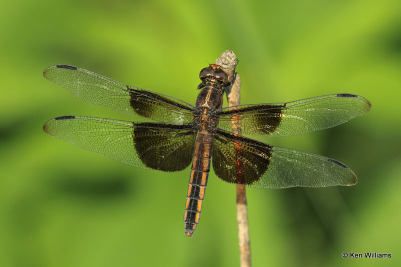 Widow Skimmer female, Muskogee County, 7-20-21_001660a.jpg