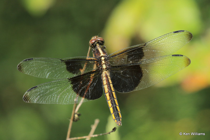 Widow Skimmer female, Muskogee County, 7-20-21_001951a.jpg