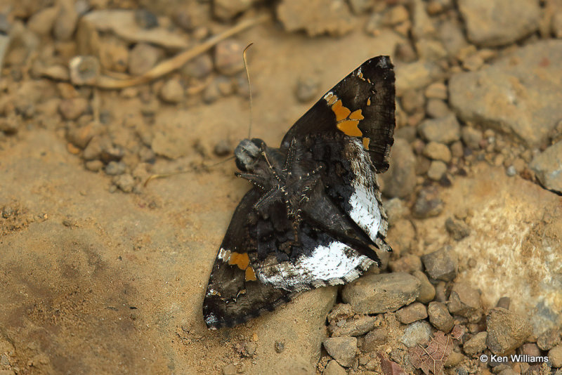 Hoary Edge Skipper, Cherokee WMA, OK, 8-4-21,R_002426a.jpg