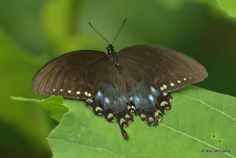 Pipevine Swallowtail, Cherokee WMA, OK, 8-4-21,R_002324-25a.jpg