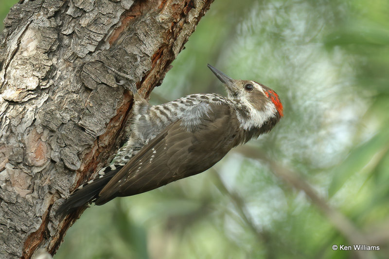 Arizona Woodpecker, Portal, AZ_24236a.jpg