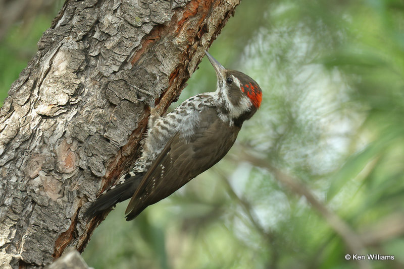 Arizona Woodpecker, Portal, AZ_24237a.jpg