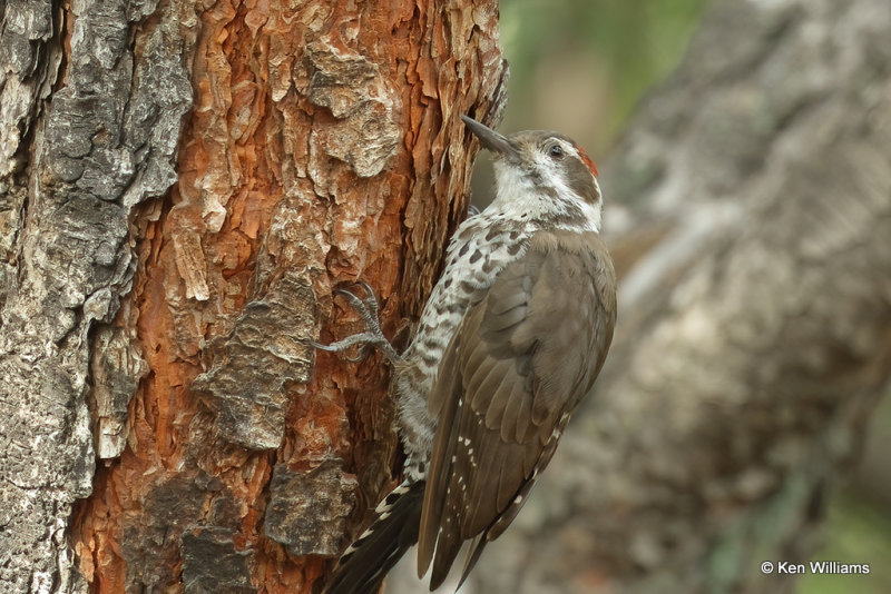 Arizona Woodpecker, Portal, AZ_24245a.jpg