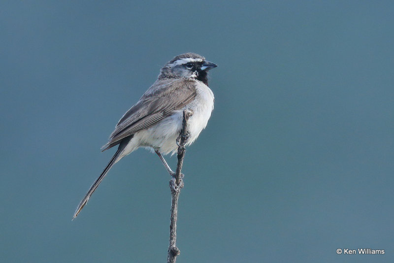 Black-throated Sparrow, Portal, AZ_25052a.jpg