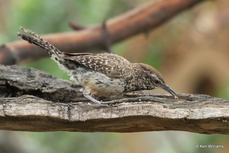 Cactus Wren, Portal, AZ_25316a.jpg