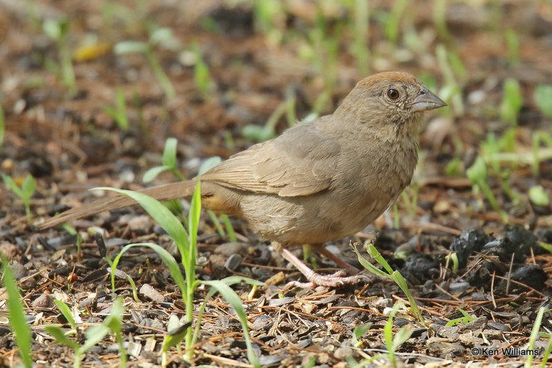 Canyon Towhee, Portal, AZ_24364a.jpg