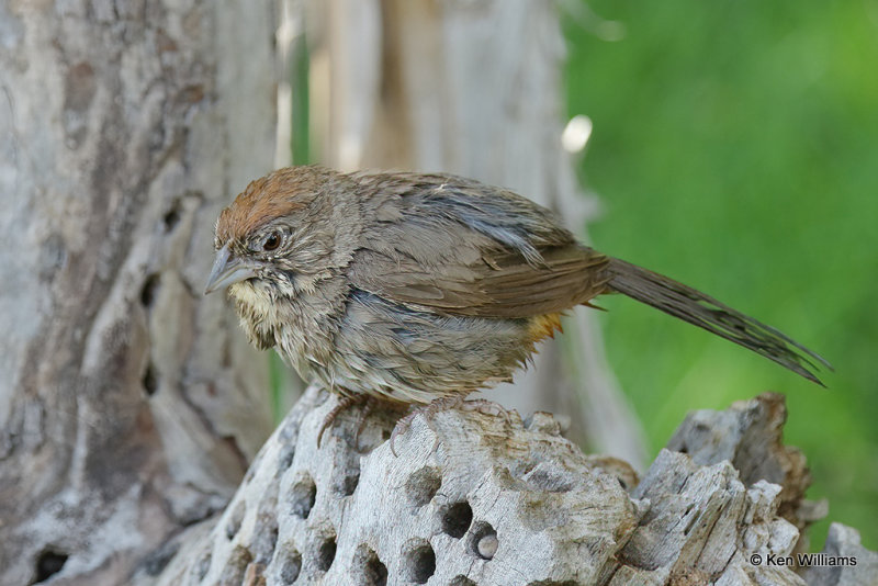 Canyon Towhee, Portal, AZ_25158a.jpg