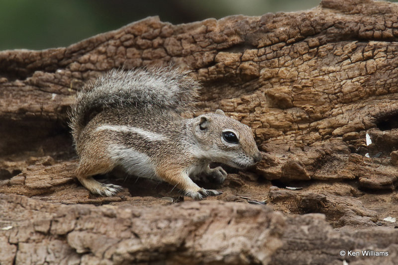 Harris's Antelope Ground Squirrel, Portal, AZ_25300a.jpg