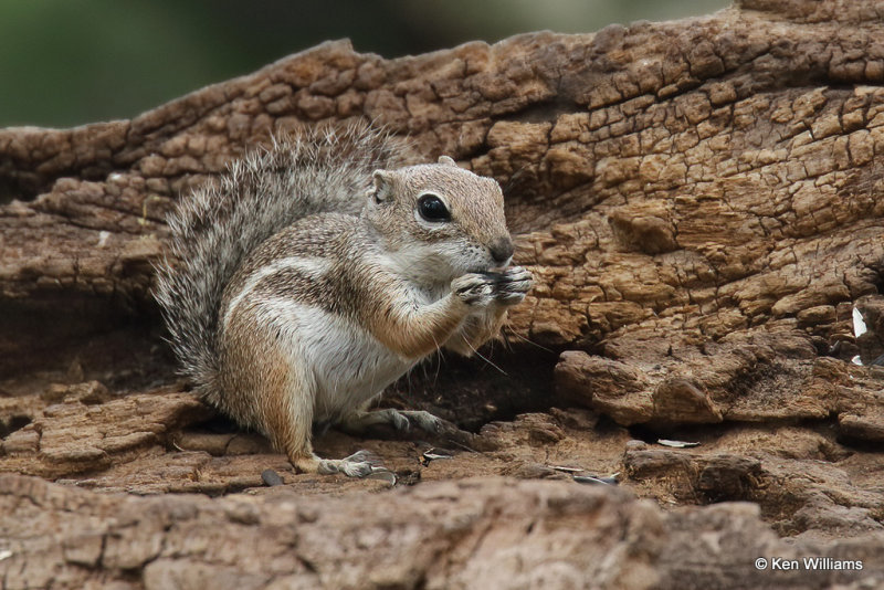 Harris's Antelope Ground Squirrel, Portal, AZ_25302a.jpg