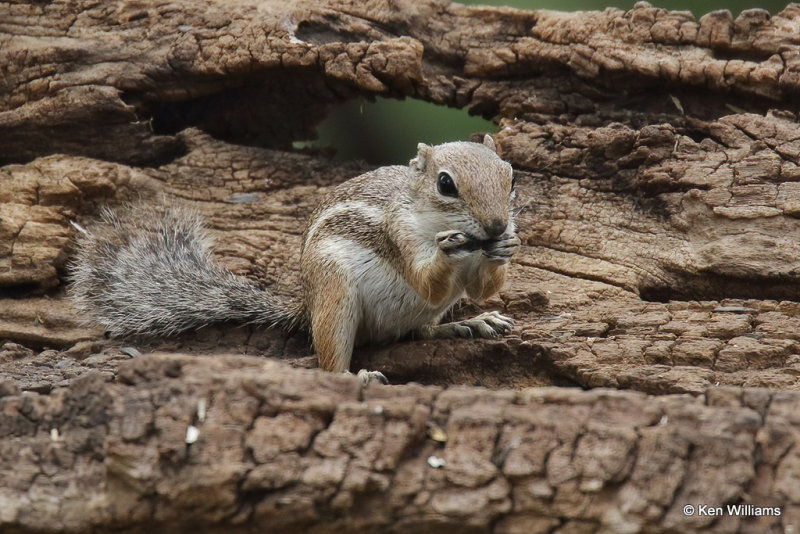 Harris's Antelope Ground Squirrel, Portal, AZ_25304a.jpg