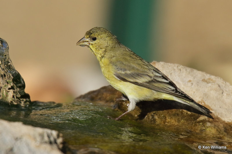 Lesser Goldfinch female, Ash Canyon, AZ_27894a.jpg