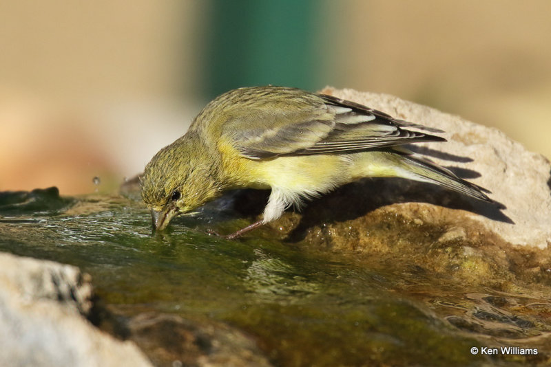 Lesser Goldfinch female, Ash Canyon, AZ_27895a.jpg