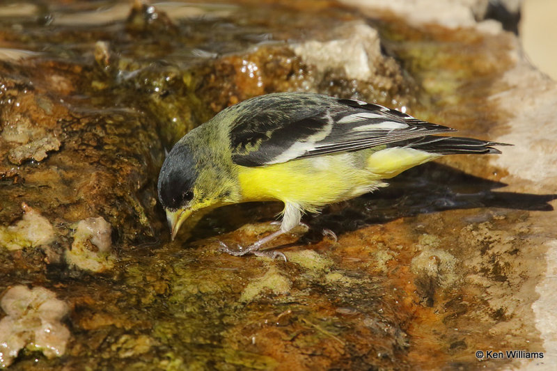 Lesser Goldfinch male, Ash Canyon, AZ_27834a.jpg