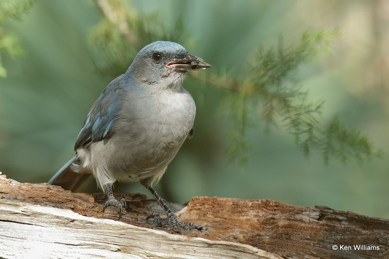 Mexican Jay, Portal, AZ_24157a.jpg