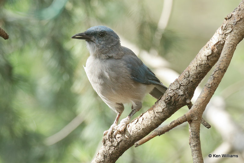 Mexican Jay, Portal, AZ_24196a.jpg